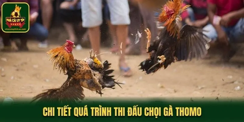 Chi tiết quá trình thi đấu chọi gà Thomo