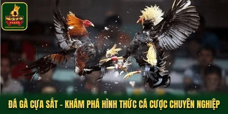 Đá Gà Cựa Sắt - Khám Phá Hình Thức Cá Cược Chuyên Nghiệp