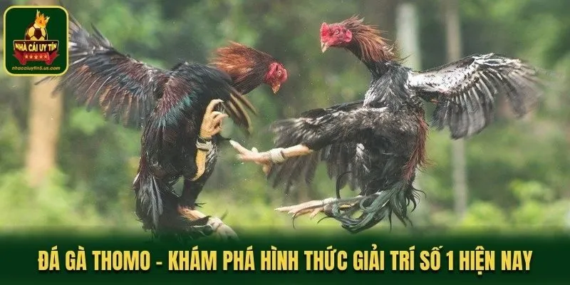 Đá Gà Thomo - Khám Phá Hình Thức Giải Trí Số 1 Hiện Nay
